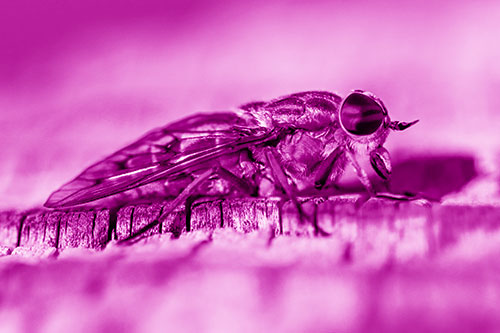 Horse Fly Resting Among Cracked Wood (Pink Shade)