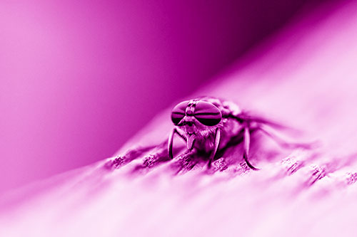 Horse Fly Resting Among Grooved Wood (Pink Shade)