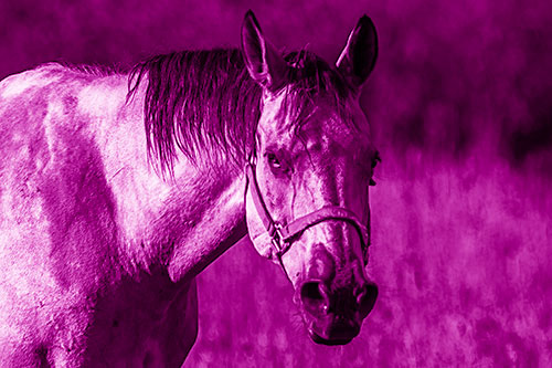 Horse Making Eye Contact (Pink Shade Photo)