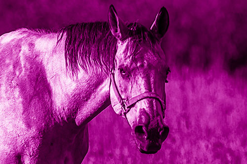 Horse Making Eye Contact (Pink Shade)