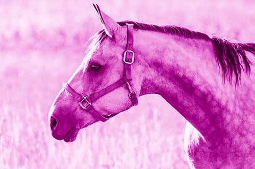 Horse Wearing Bridle Among Sunshine (Pink Shade Photo)
