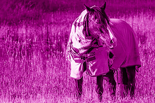 Horse Wearing Coat Atop Wet Grassy Marsh (Pink Shade Photo)