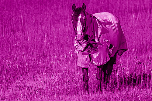 Horse Wearing Coat Standing Along Marsh (Pink Shade Photo)