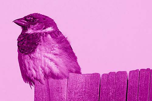 House Sparrow Perched Atop Wooden Post (Pink Shade Photo)