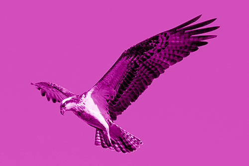 Hovering Osprey Hawk Looking For Fish Below (Pink Shade)