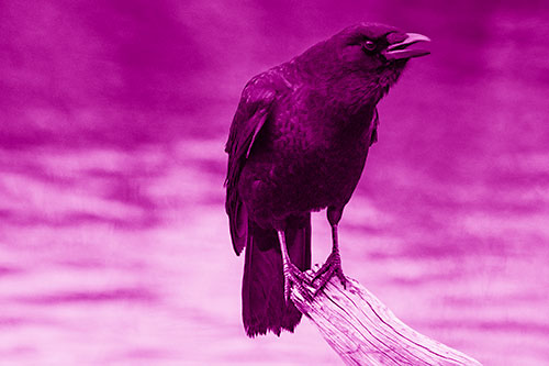 Hunched Over Crow Cawing Atop Broken Tree Log (Pink Shade)
