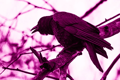 Hunched Over Crow Cawing Atop Tree Branch (Pink Shade Photo)