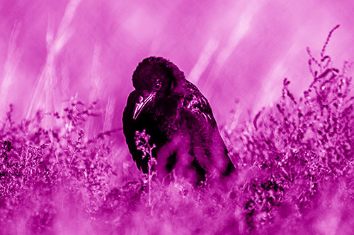 Hunched Over Raven Among Dying Plants (Pink Shade Photo)