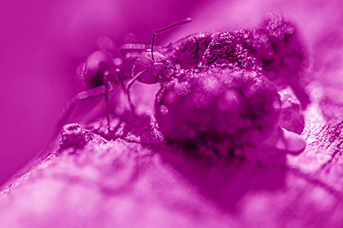 Hungry Carpenter Ant Tears Food Using Mandible Jaws (Pink Shade Photo)