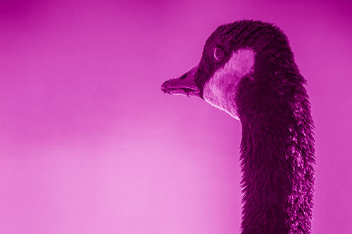 Hungry Crumb Mouthed Canadian Goose Senses Intruder (Pink Shade Photo)