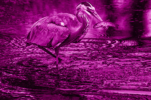 Hungry Great Blue Heron Spears Through Trout Fish (Pink Shade)