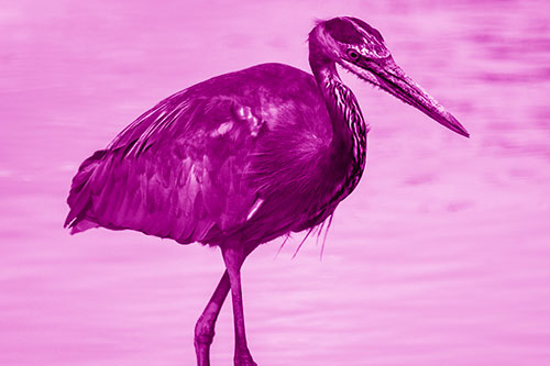Hungry Great Blue Heron Spots Swimming Fish (Pink Shade)