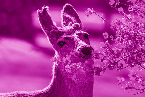 Hungry Lone Mule Deer Chewing Tree Leaves (Pink Shade)