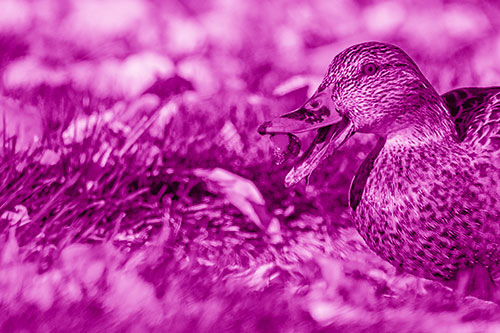 Hungry Mallard Duck Devours Cherry (Pink Shade)