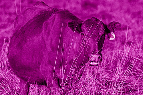Hungry Open Mouthed Cow Enjoying Hay (Pink Shade Photo)