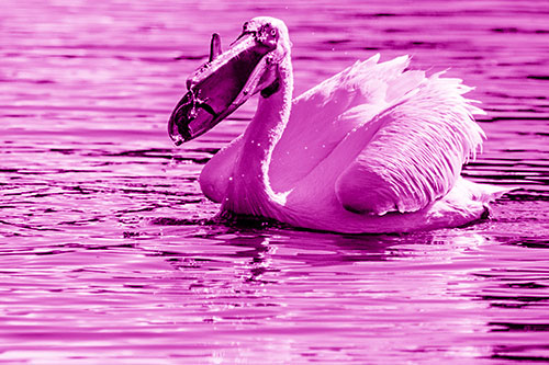 Hungry Pelican Captures Salamander For Breakfast (Pink Shade)