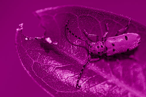 Hungry Red Milkweed Beetle Rests Among Chewed Leaf (Pink Shade Photo)