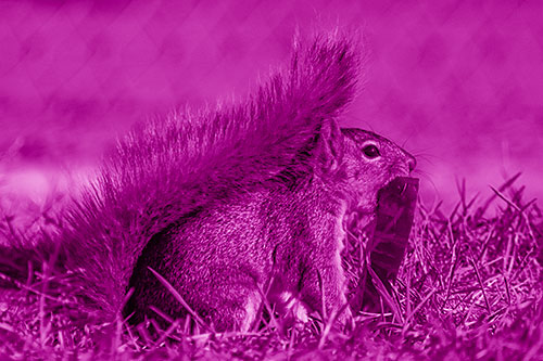 Hungry Squirrel Chews Watermelon Among Grass (Pink Shade)