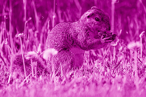 Hungry Squirrel Feasting Among Dandelions (Pink Shade Photo)