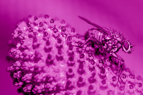 Hunter Fly Rests Among Sloping Coneflower (Pink Shade)