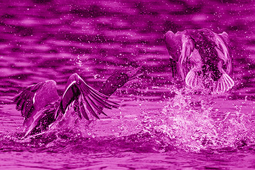 Hyper Water Splashing Mallard Ducks Playing Among Lake (Pink Shade)