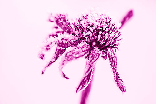 Ice Frost Consumes Dead Frozen Coneflower (Pink Shade Photo)