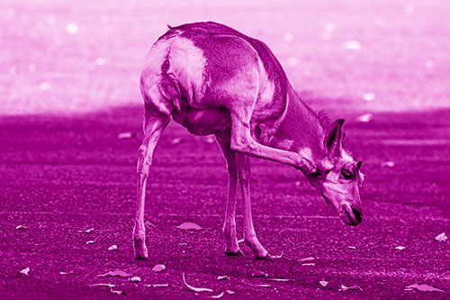 Itchy Pronghorn Scratches Neck Among Autumn Leaves (Pink Shade Photo)