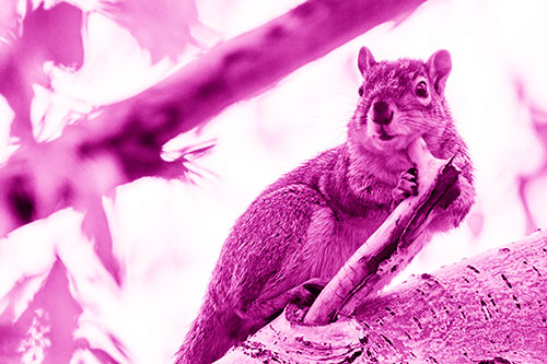 Itchy Squirrel Gets Tree Branch Massage (Pink Shade Photo)