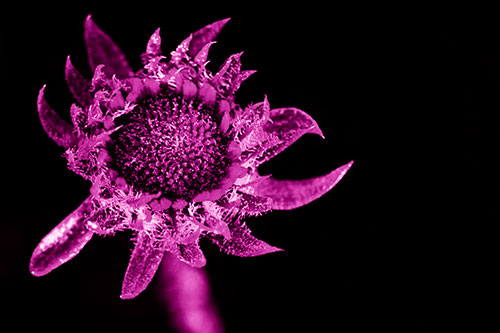 Jagged Tattered Rayless Sunflower (Pink Shade Photo)