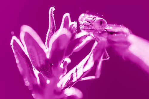 Joyful Damselfly Enjoys Sunshine Atop Plant (Pink Shade)