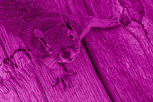Joyful Squirrel Looking Upwards Among Wooden Pole (Pink Shade)