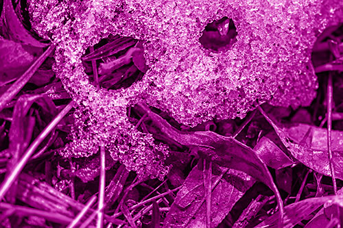 Joyful Tongue Twisting Leafy Eyed Glistening Ice Face (Pink Shade Photo)
