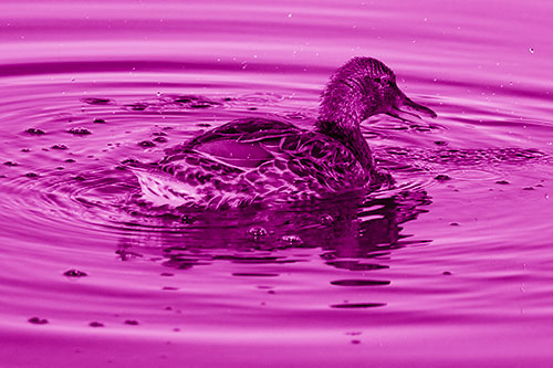 Joyful Water Splashing Mallard Duck Enjoying Calm Lake (Pink Shade)