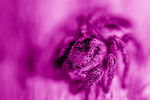Jumping Spider Makes Eye Contact (Pink Shade Photo)