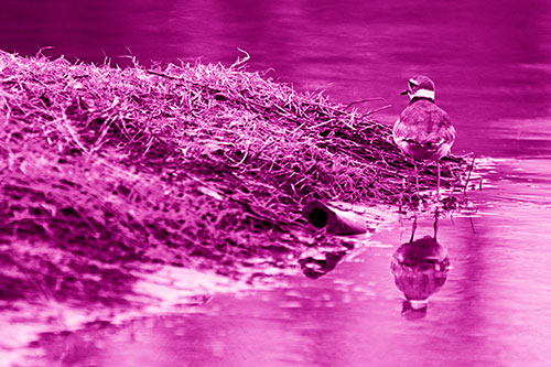 Killdeer Bird Standing Along River Shoreline (Pink Shade Photo)