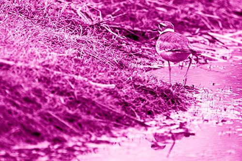 Killdeer Bird Turning Corner Around River Shoreline (Pink Shade Photo)