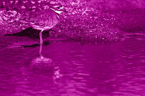 Killdeer Standing Along River Shoreline (Pink Shade Photo)