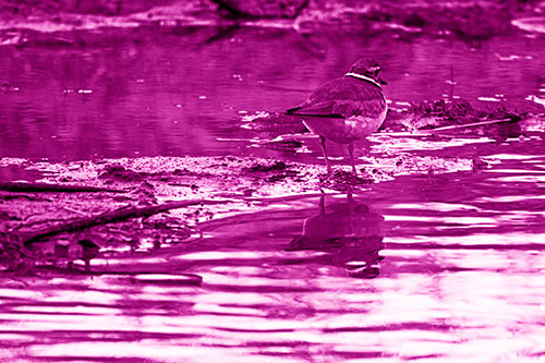 Killdeer Stands Atop Muddy Shoreline (Pink Shade Photo)