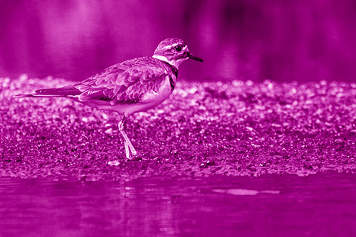 Killdeer Wanders Along Rocky River Shoreline (Pink Shade)