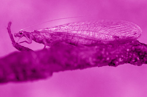 Lacewing Grabs Ahold Twig Branch (Pink Shade)
