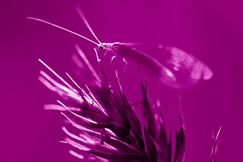 Lacewing Standing Atop Plant Blades (Pink Shade)