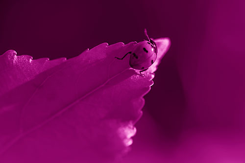 Ladybug Crawling To Top Of Leaf (Pink Shade Photo)