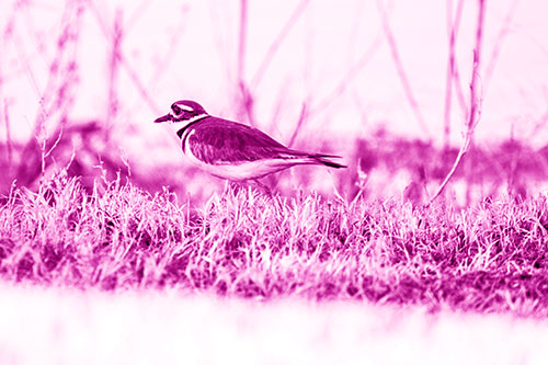 Large Eyed Killdeer Bird Running Along Grass (Pink Shade)