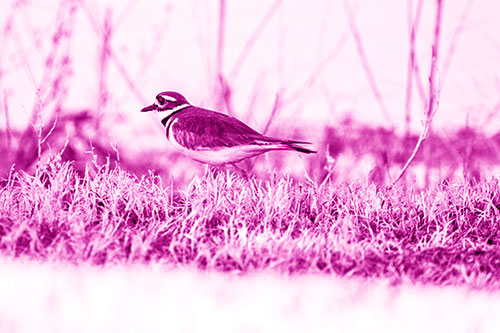 Large Eyed Killdeer Bird Running Along Grass (Pink Shade Photo)