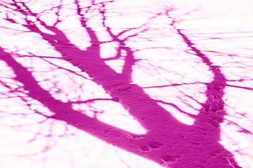 Large Jagged Tree Shadow Across Snow (Pink Shade Photo)