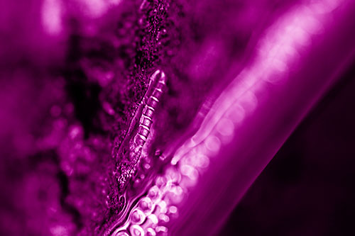 Larva Slithering Along Wet Shore Rock (Pink Shade Photo)