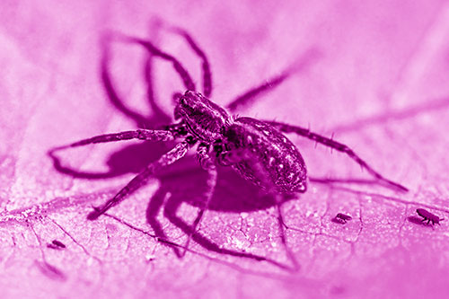 Leaf Perched Wolf Spider Stands Among Water Springtail Poduras (Pink Shade Photo)