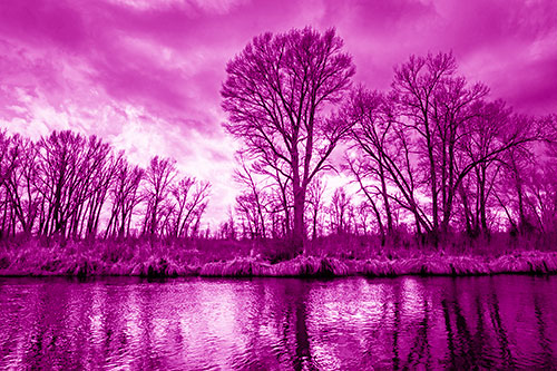 Leafless Trees Cast Reflections Along River Water (Pink Shade Photo)