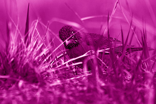 Leaning American Robin Spots Intruder Among Grass (Pink Shade Photo)
