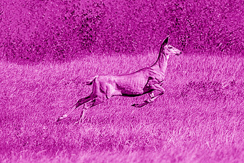 Leaping Mule Deer Running Across Grassland (Pink Shade)